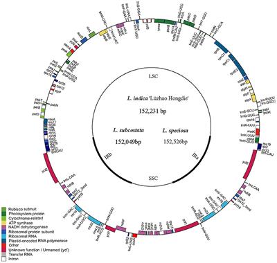 Comparative Analysis of Six Lagerstroemia Complete Chloroplast Genomes
